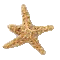 etoile_mer.gif (2252 bytes)