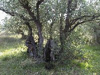 olivier_troncs.jpg (16836 bytes)